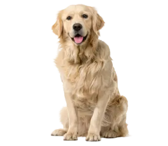 animali-domestici